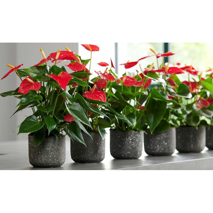 Антуриумы в Степногорске