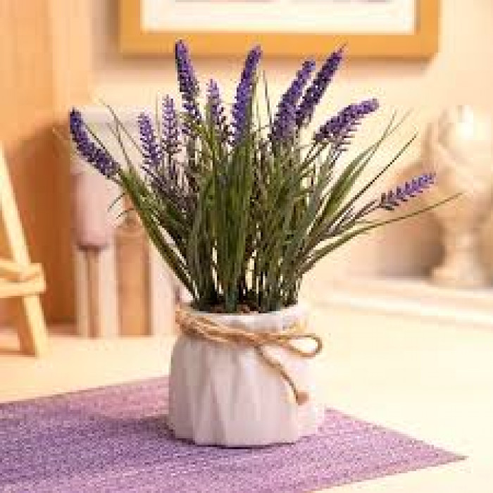 Лаванда в Степногорске