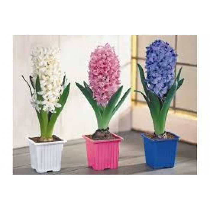 Гиацинты в Степногорске