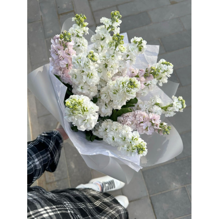 Маттиола в Степногорске