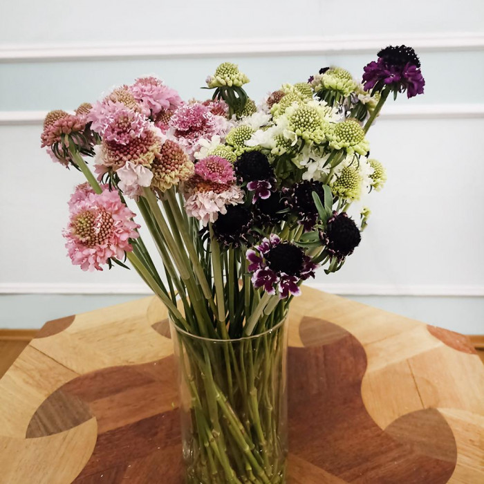 Скобиоза в Степногорске