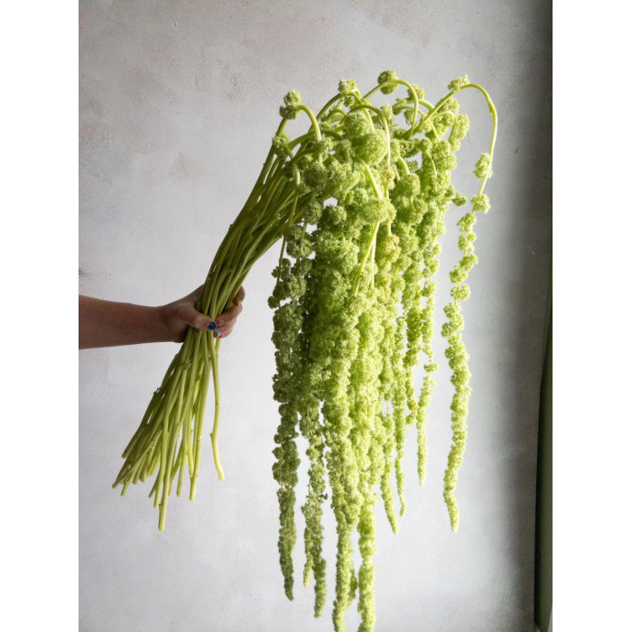 Амарантус в Степногорске