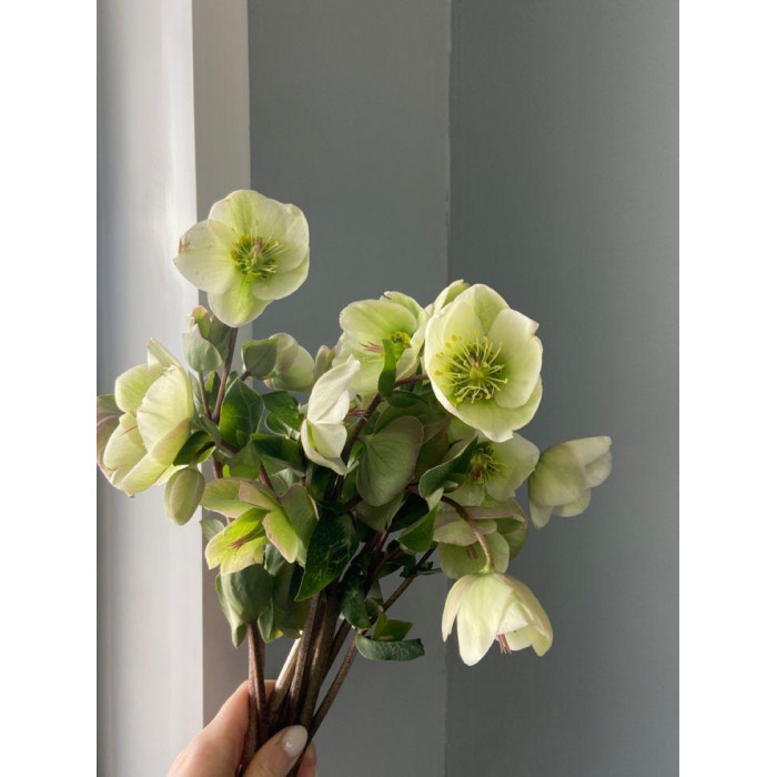 Хелеборус в Степногорске