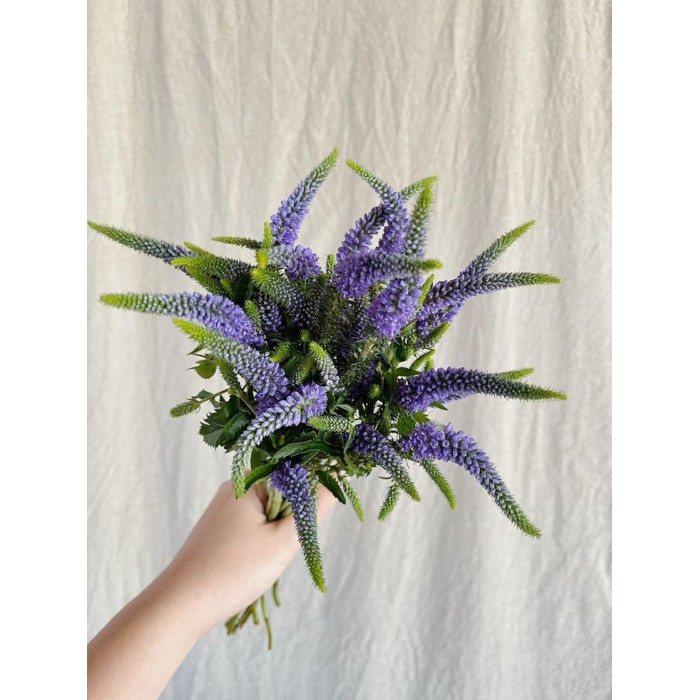 Вероника в Степногорске