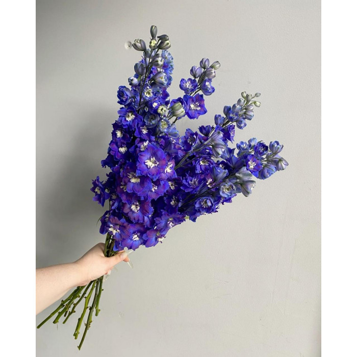 Делфиниум в Степногорске