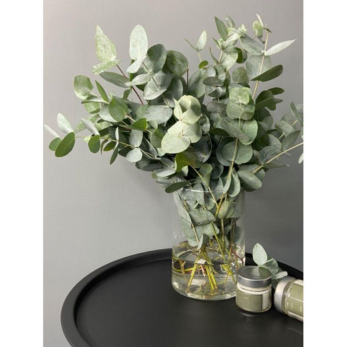 Эвкалипт в Степногорске