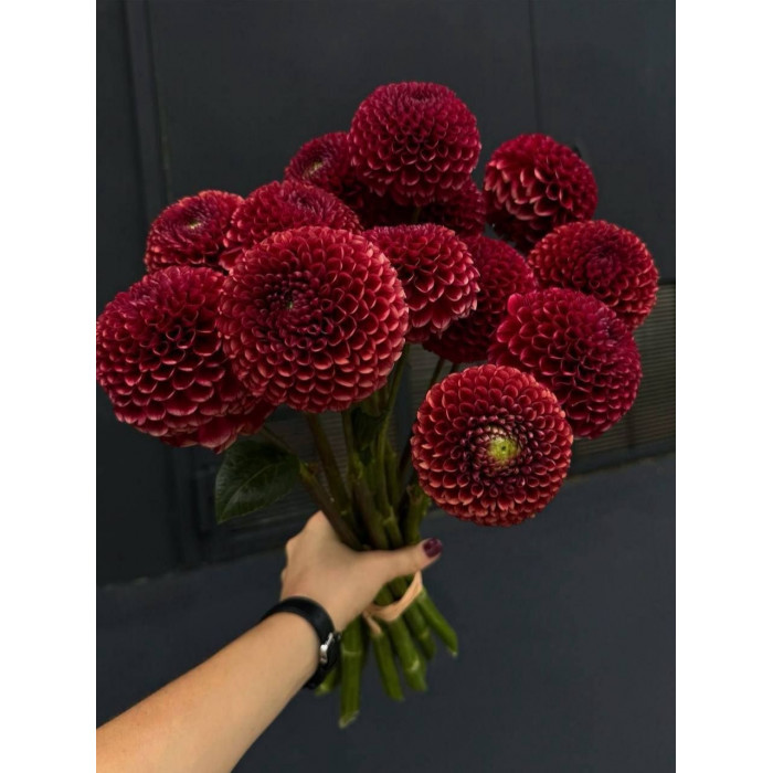 Георгины в Степногорске