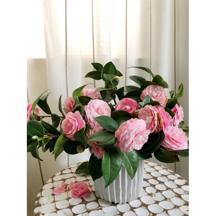 Камелия в Степногорске