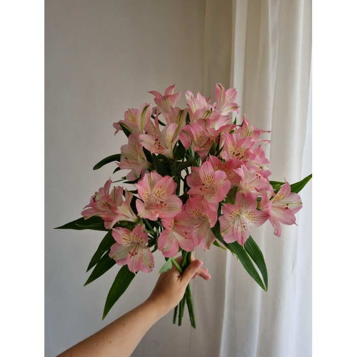 Альпиния в Степногорске