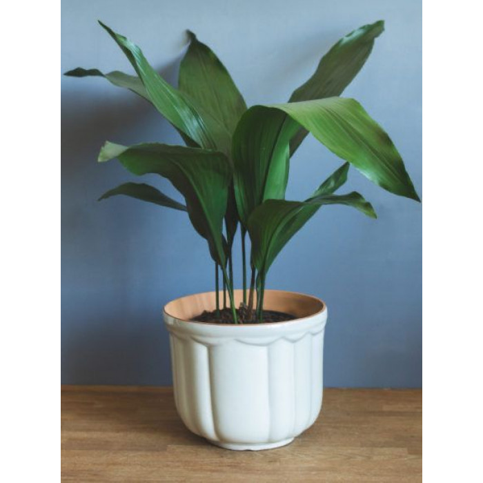 Аспидистра в Степногорске