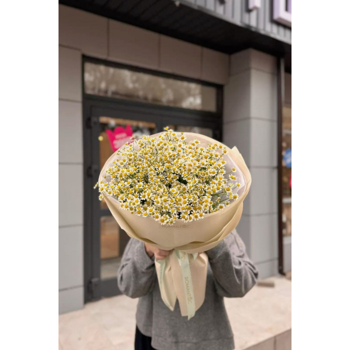 Танацетум в Степногорске