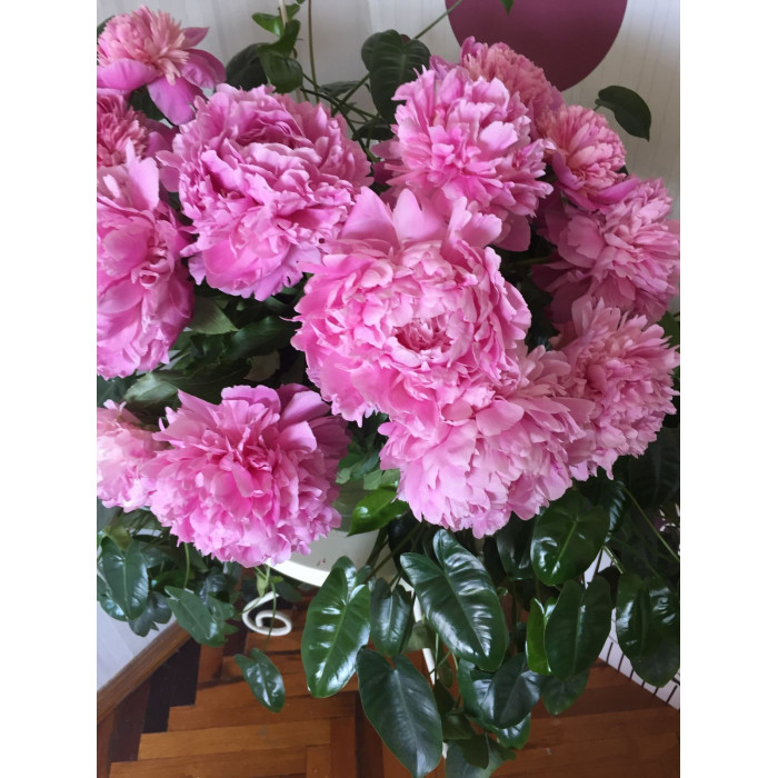 Пион древовидный в Степногорске