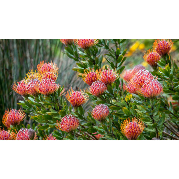 Леукоспермум в Степногорске