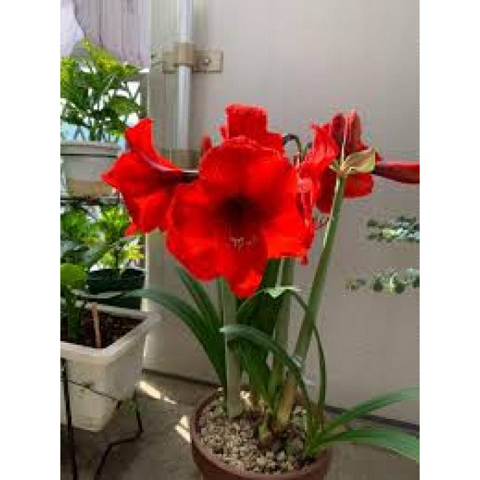 Амариллис в Степногорске