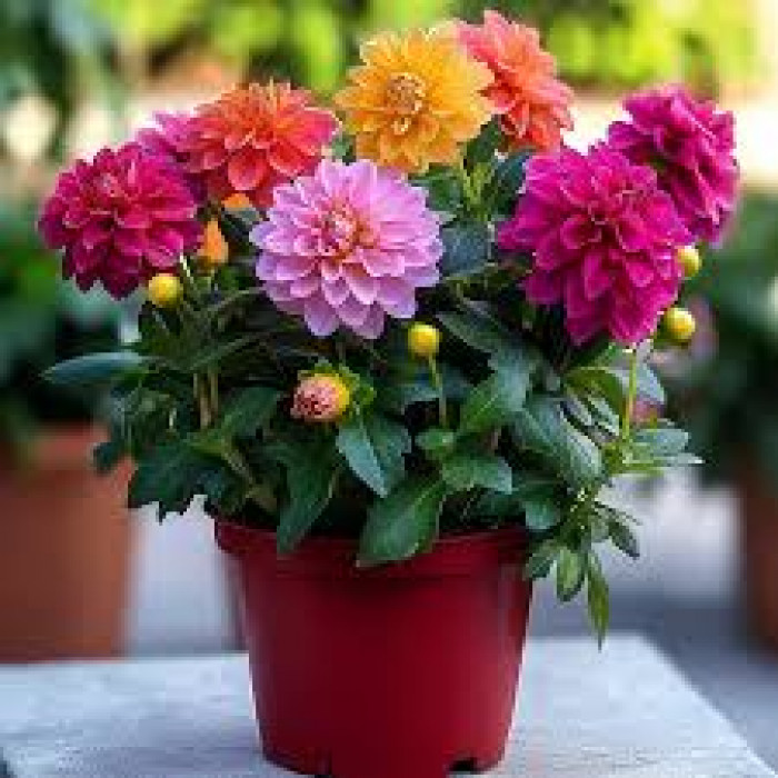 Георгины в Степногорске