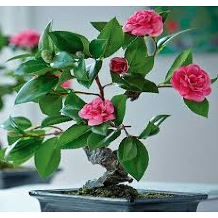 Камелия в Степногорске