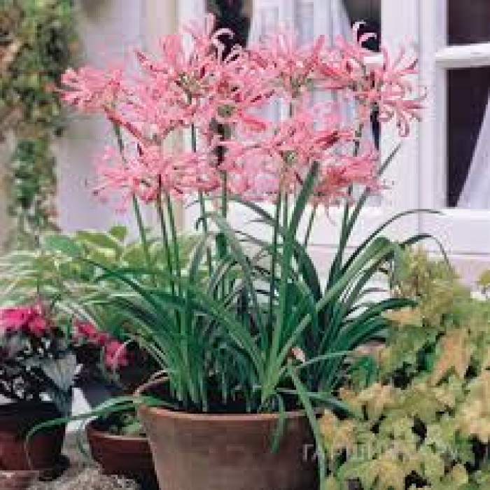 Нерине в Степногорске