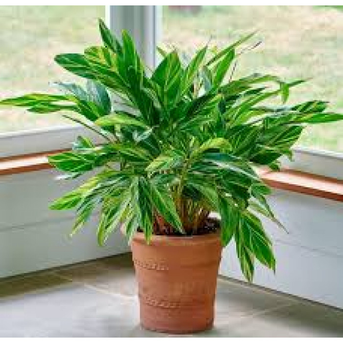 Альпиния в Степногорске