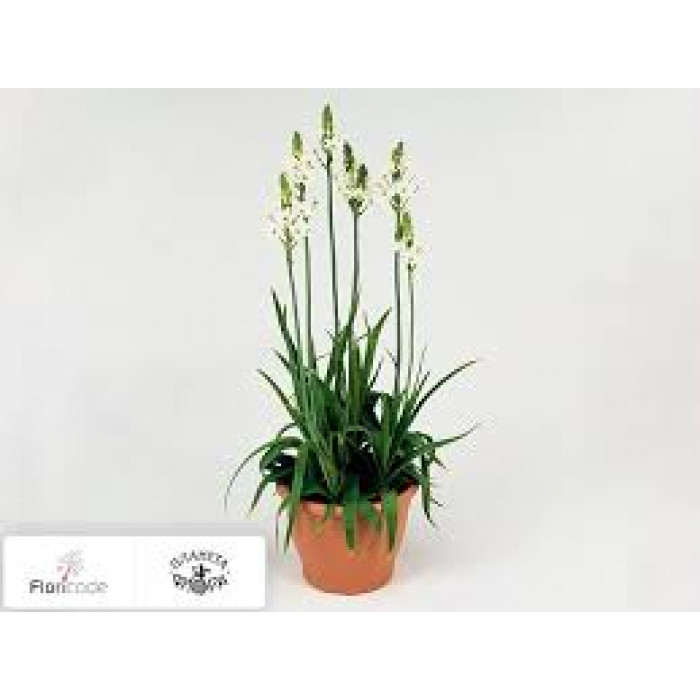 Орнитогалум в Степногорске