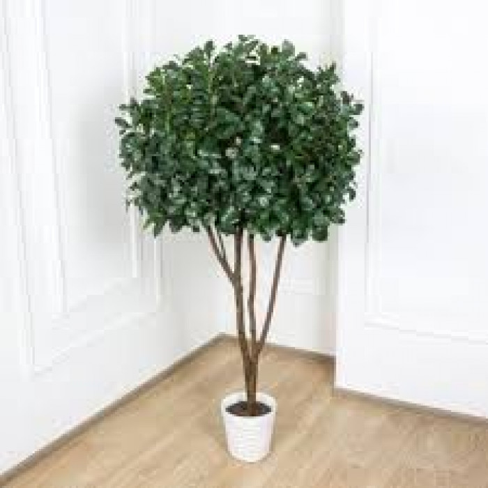 Рускус в Степногорске